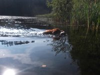 Pinon (11)